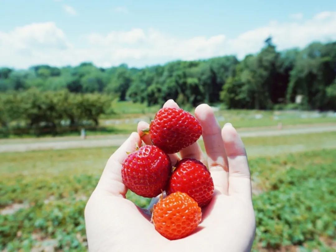 农场采摘,Crystal Bay Farm,Gizdich Ranch,Berry Best Farm,Berry Best Farm,Murray Family Farms,Riley’s Farm,Messick's Farm,Great Country Farms,Butler’s Orchard,Lewin Farms,Alstede Farms,Patty’s Berries and Bunches