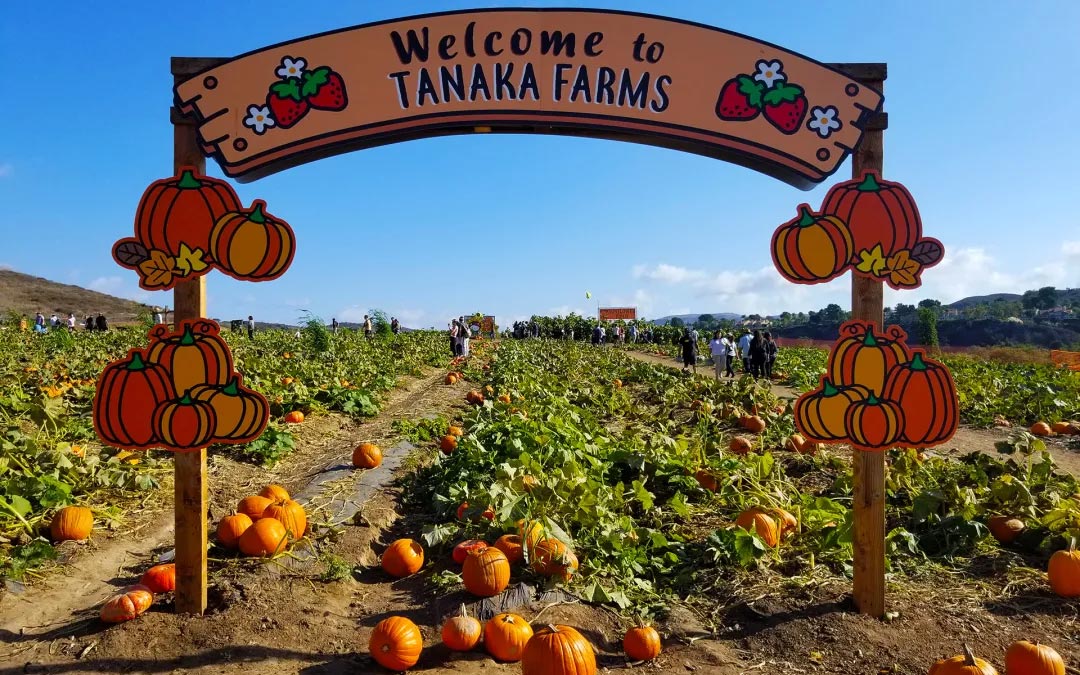 农场采摘,Crystal Bay Farm,Gizdich Ranch,Berry Best Farm,Berry Best Farm,Murray Family Farms,Riley’s Farm,Messick's Farm,Great Country Farms,Butler’s Orchard,Lewin Farms,Alstede Farms,Patty’s Berries and Bunches